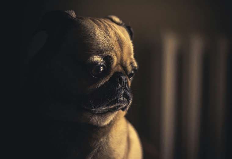 Ansiedad en mascotas: cuando el miedo se convierte en enfermedad crónica