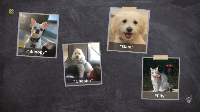 ¡De vuelta a casa! Ayude a estas mascotas y a sus dueños a reencontrarse
