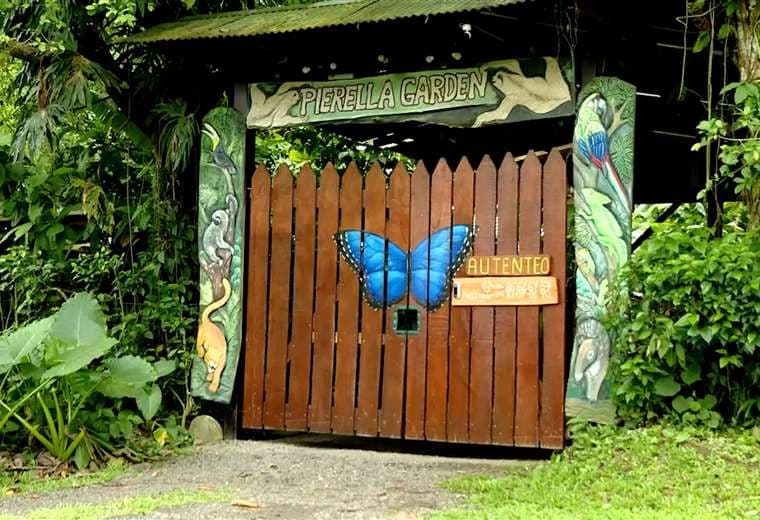 Un jardín convertido en bosque: el tesoro natural que está en Sarapiquí