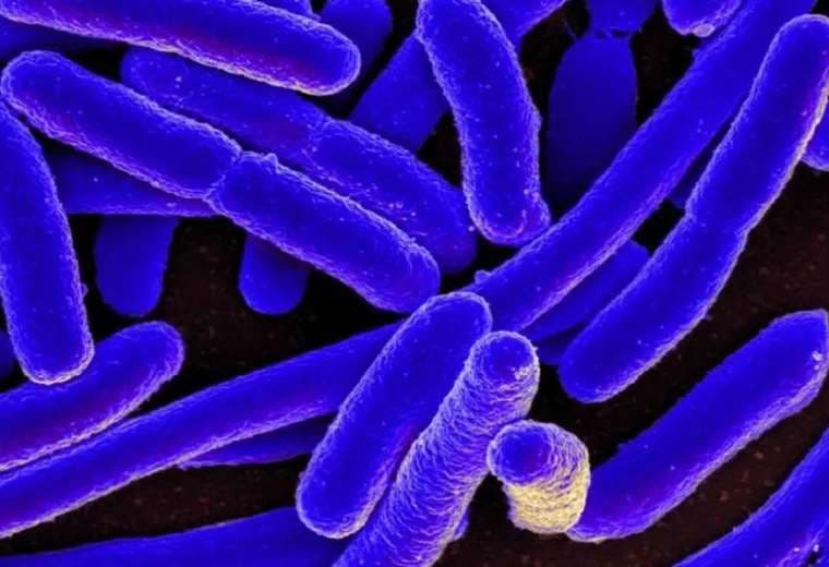 Las sorprendentes formas en las que una nociva bacteria contribuye al avance de la ciencia