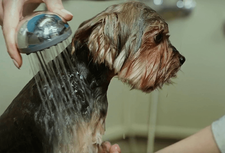 ¿Cuándo fue la última vez que bañó a su mascota? Esta es la frecuencia recomendada