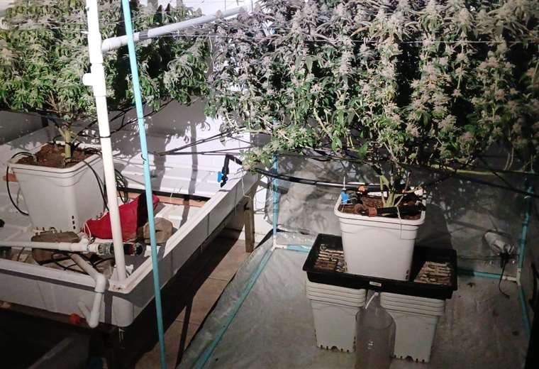 Caen dos hermanos con laboratorio de marihuana hidropónica en Heredia