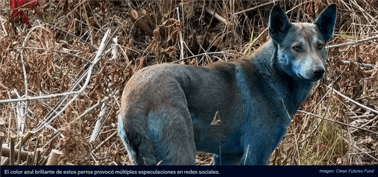Video: ¿Mutación o sustancia química? Tres perros azules inquietan a científicos en Chernóbil