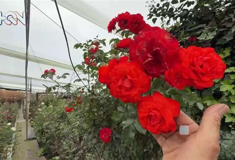 Así es Solo Rosas, el jardín cartaginés donde cada flor tiene nombre, historia y encanto propio
