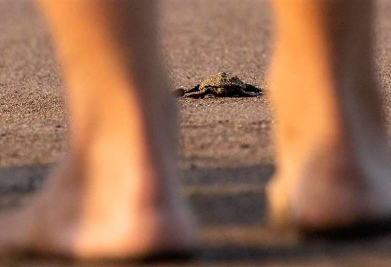 Guardavidas de Jacó: “En el día salvo vidas de personas y en la noche a las tortugas”