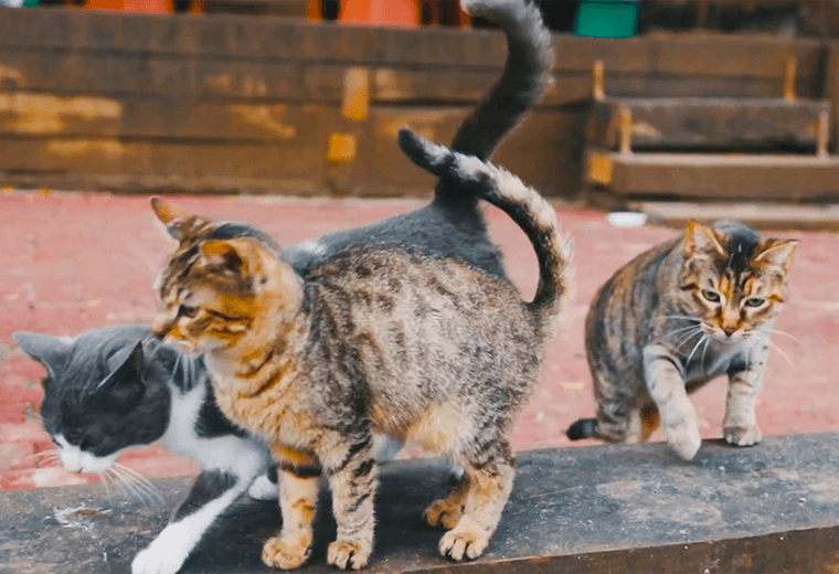 ¿Qué tan sensibles son los gatos a los cambios en su entorno?