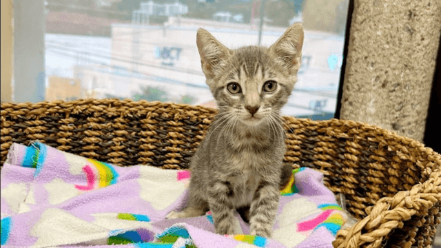 Adopte a un amigo fiel: 'Amín'