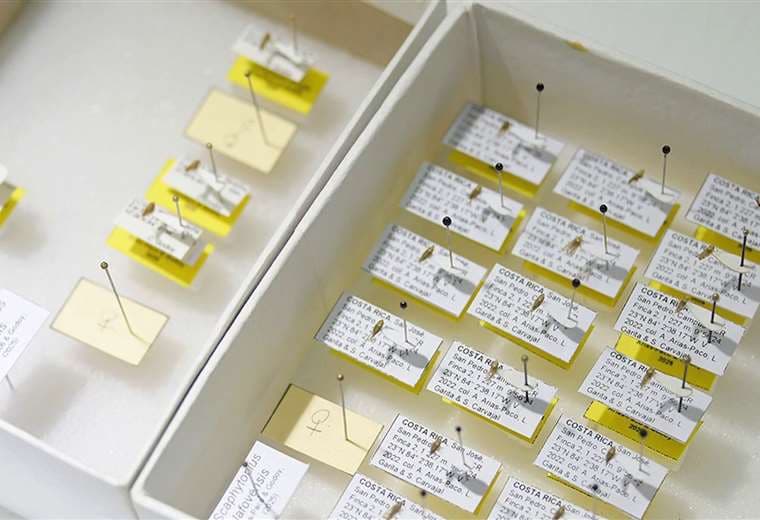 Descubren 16 nuevas especies de insectos en Costa Rica