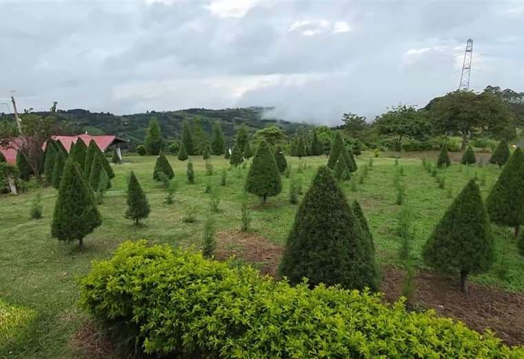 El paraíso navideño que pocos conocen en las montañas de Naranjo