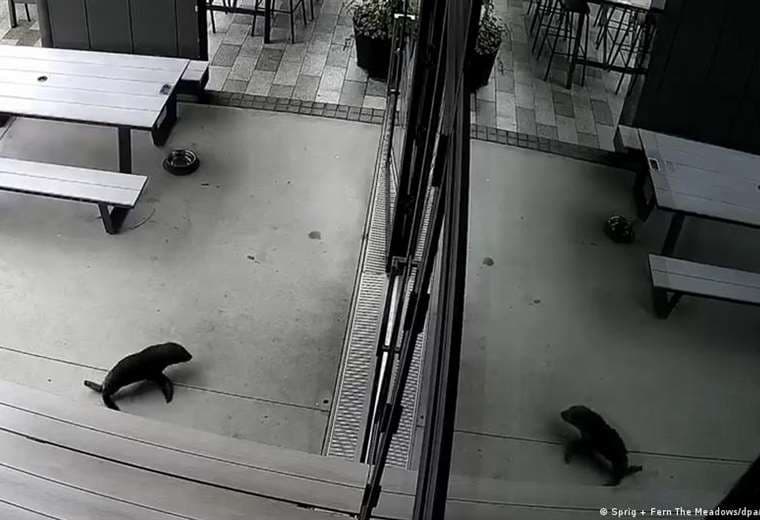 Foca bebé se cuela en un pub y causa sensación en internet