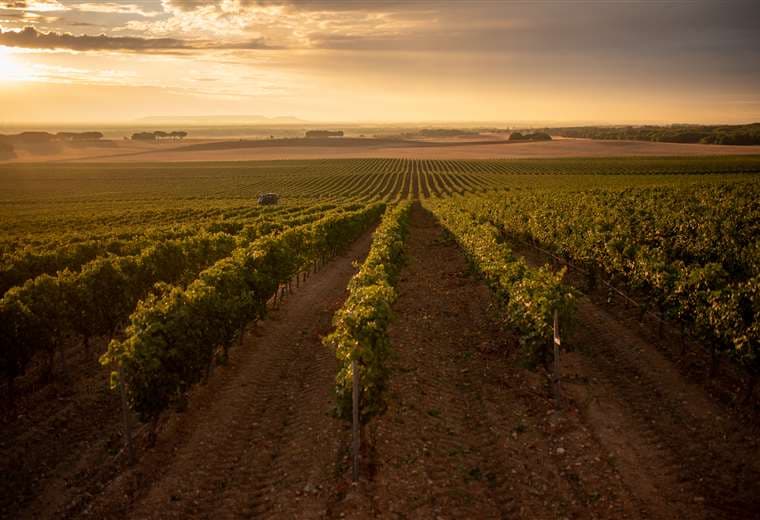 Grupo vinícola apuesta por vinos jóvenes y de gran reserva