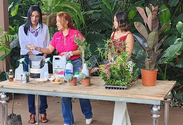 Este ingrediente de cocina puede salvar su huerta sin usar químicos