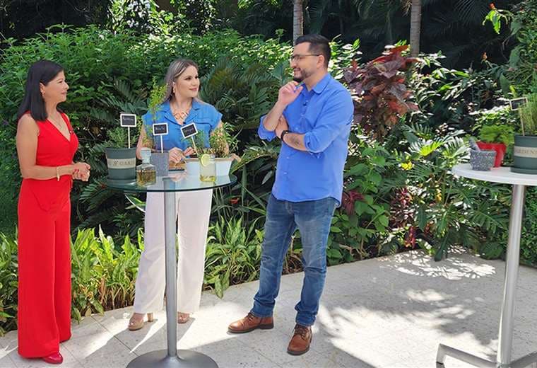 Cómo crear un botiquín natural con plantas que cuidan su salud