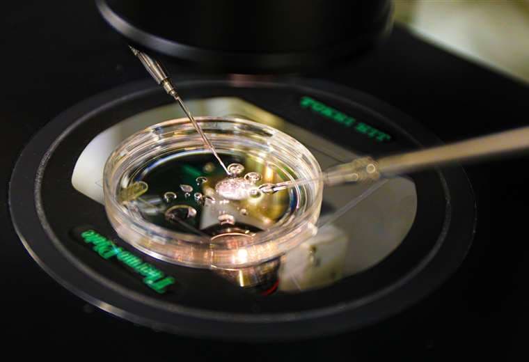 Logran crear óvulo fecundable con células de la piel