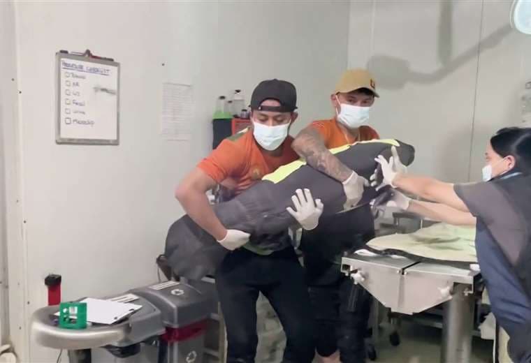 Cría de manatí rescatada en Limón presenta anomalía pulmonar