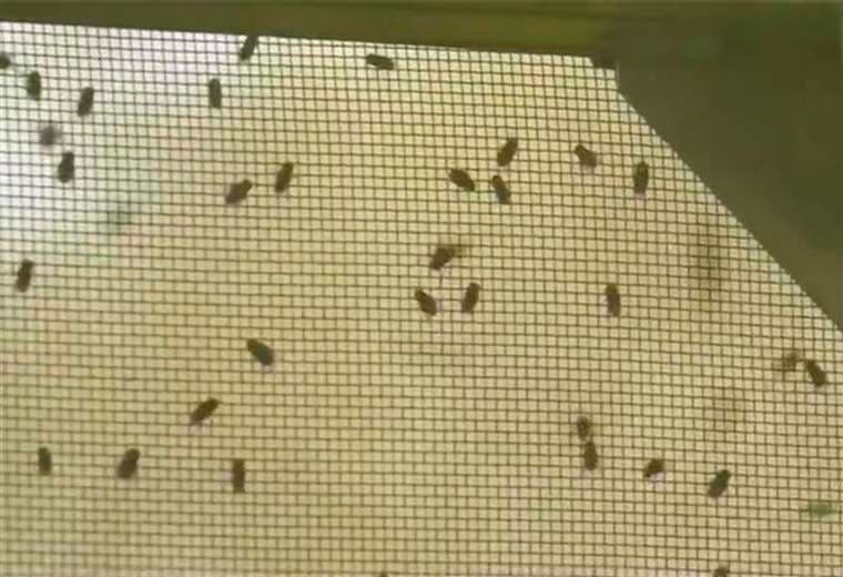 Costa Rica tuvo más de 100 casos de gusano barrenador en humanos en 2025