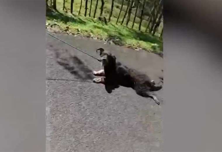 Vea aquí qué pasó con el perro que fue arrastrado cruelmente en Sarapiquí