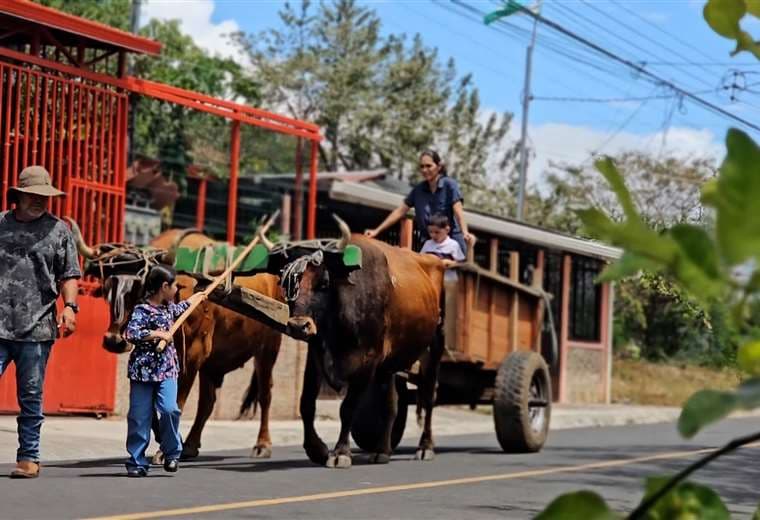 Los últimos boyeros de Costa Rica caminan contra el tiempo para salvar una tradición