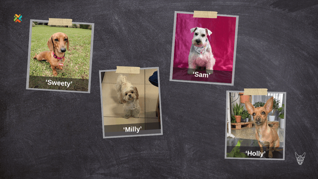 ¿Las ha visto? Estas mascotas están extraviadas y buscan volver a su hogar