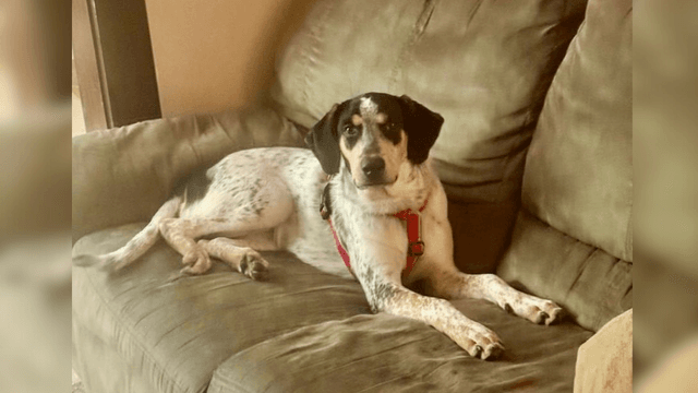 Adopte a un amigo fiel: 'Kay'