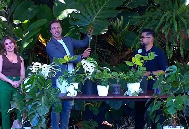 Monsteras: cómo cuidarlas para que crezcan sanas y frondosas