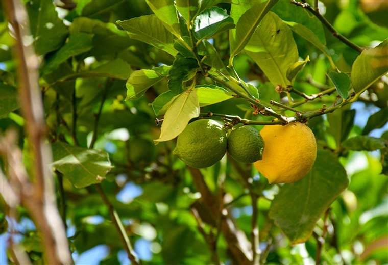 Cultivar cítricos en casa: el secreto para una cosecha más rápida