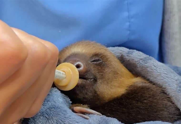 Un oso perezoso bebé fue hallado junto a su madre muerta hoy lucha por seguir con vida