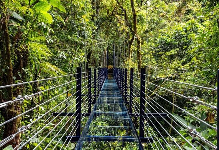 Así es el primer puente colgante de vidrio en Costa Rica que ya abrió en Monteverde