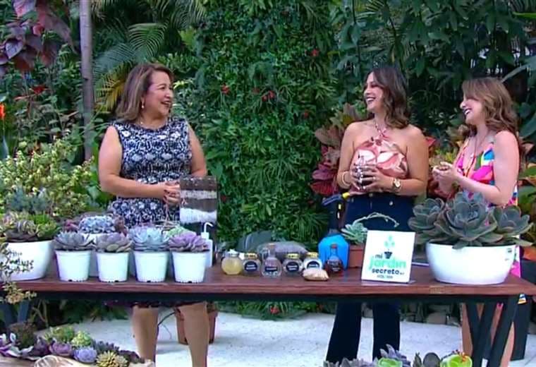 Suculentas en casa: cómo lograr que crezcan sanas y fuertes