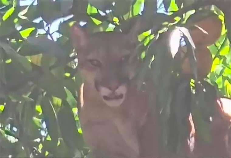 Minutos de tensión: Familia encuentra puma en su patio antes de ir a la escuela