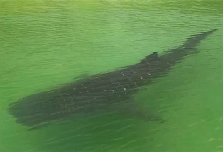 Guía turístico cuenta cómo logró impresionante video de tiburón ballena