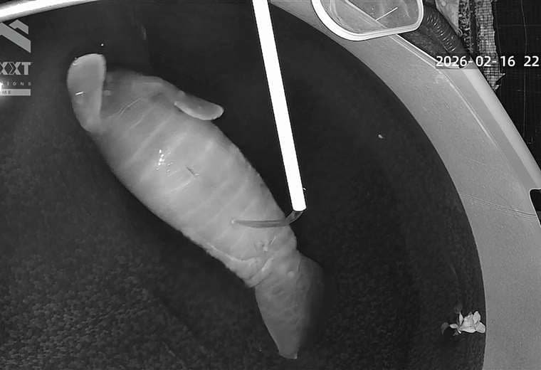 Cría de manatí rescatada en Limón atraviesa "etapa estancada": vea aquí lo que significa