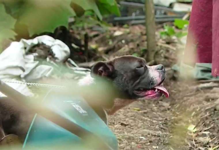 “Me pedía ayuda, pero no pude hacer nada”: Yerno relata ataque mortal de perro en Moravia