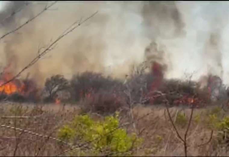 Cifra récord: 200 incendios forestales consumen miles de hectáreas y provocan muerte de animales