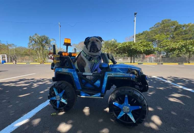 Un carrito, un bulldog, y una escena que logra detener el ritmo de la ciudad