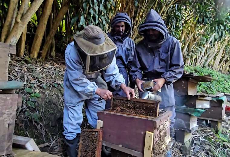 Entre colmenas y nervios: Juank aceptó el reto de ser apicultor por un día