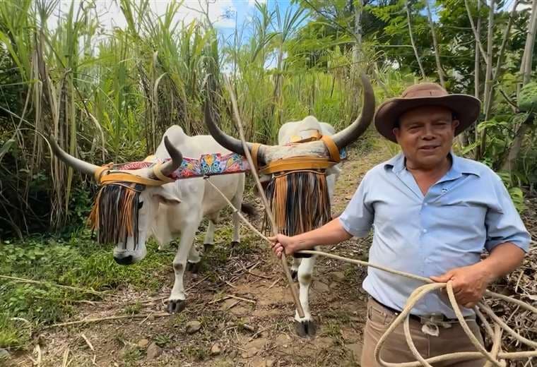 El campesino de Puriscal que aprendió boyeo de su abuelo y hoy le agradece a San Isidro con trabajo