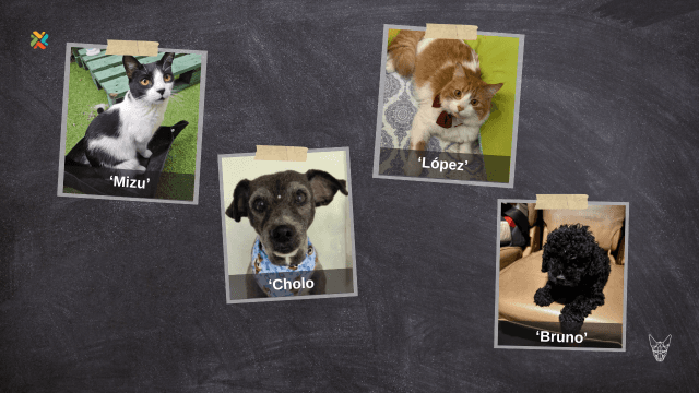 ¡De vuelta a casa! Ayude a reunir a estas mascotas con sus familias