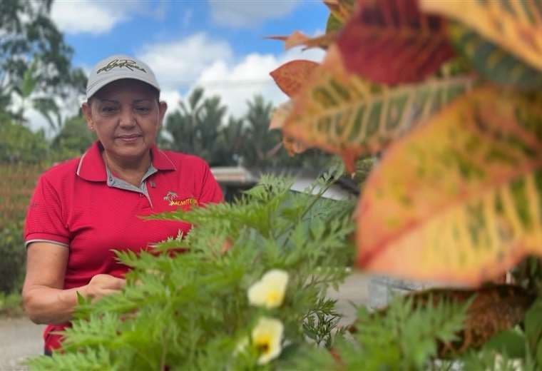 Este tour rural de Sarapiquí convierte el cultivo del palmito en una aventura para toda la familia