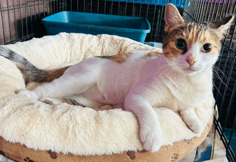 Adopte a una amiga fiel: 'Caribe'