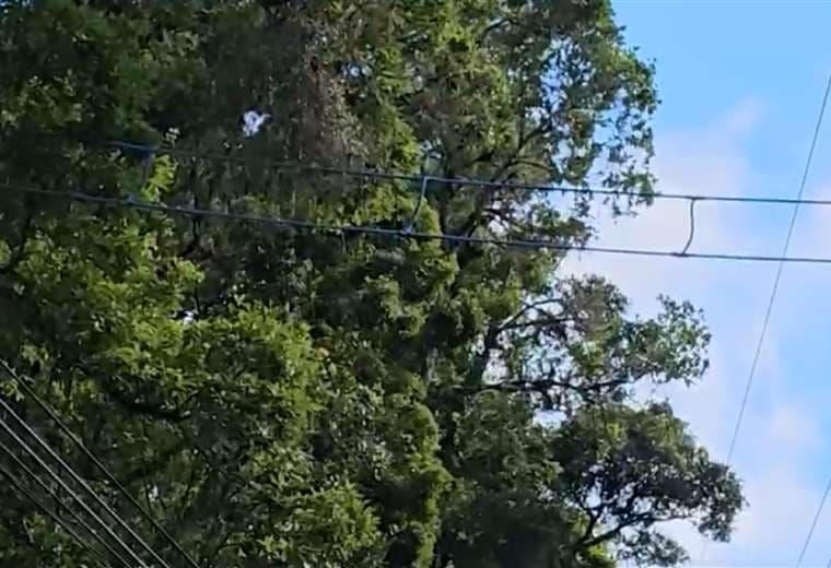 Pasos aéreos y blindaje de redes: empresas buscan bajar cifras de animales electrocutados