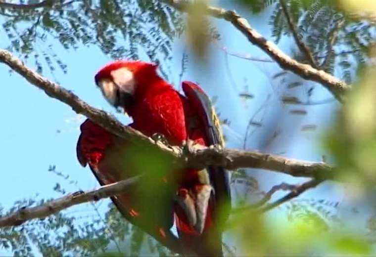 Península de Nicoya alcanza más de 250 lapas rojas reintroducidas en su hábitat